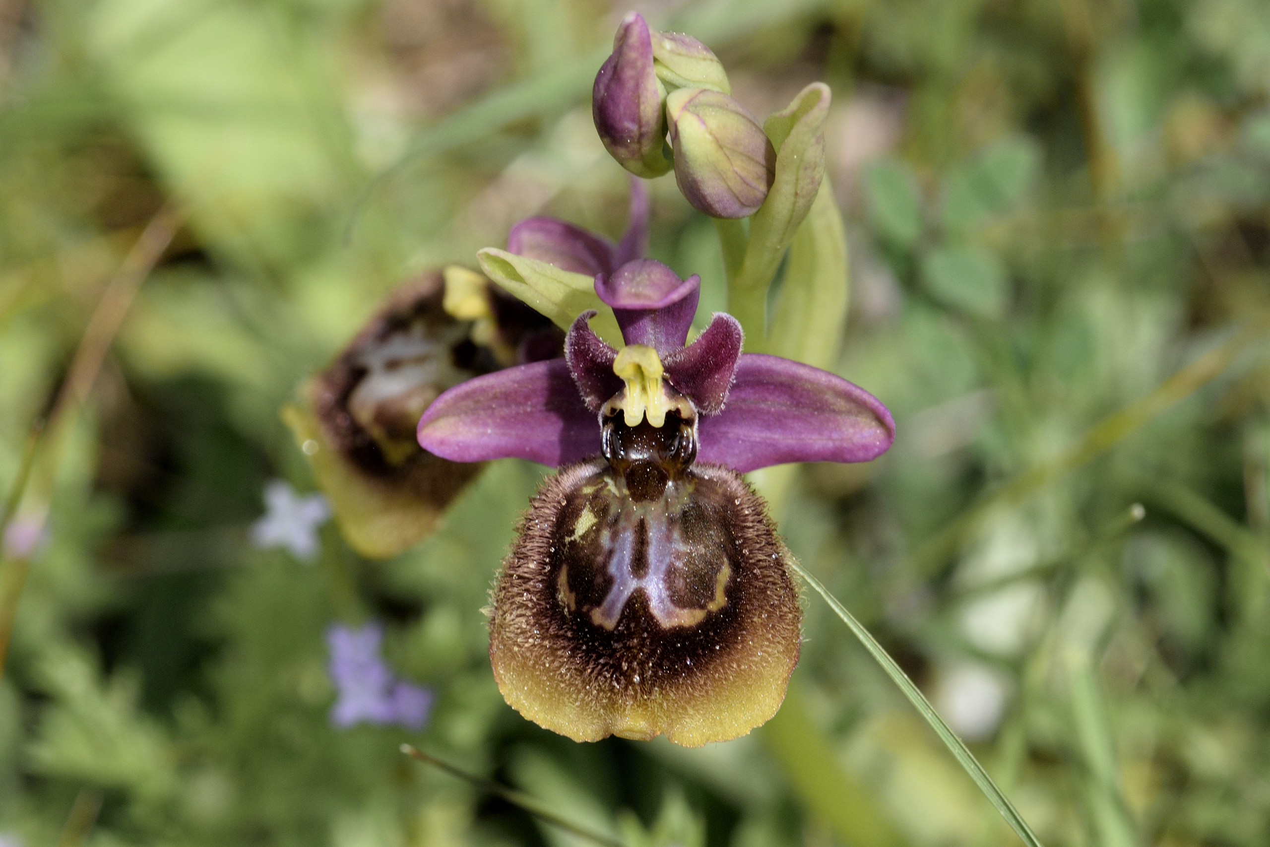 Ophrys speculum