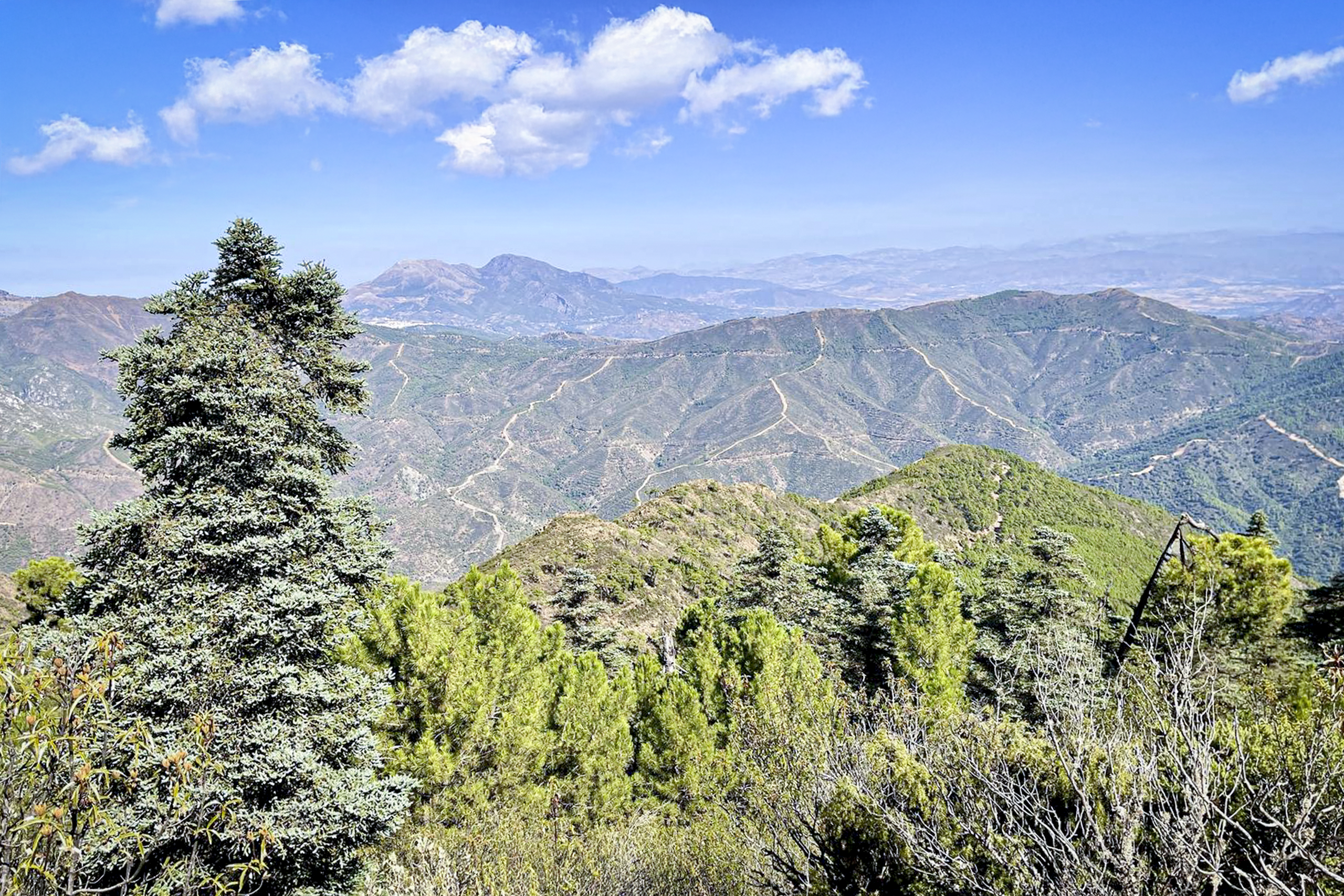 Pinsapos Sierra Real en Istán