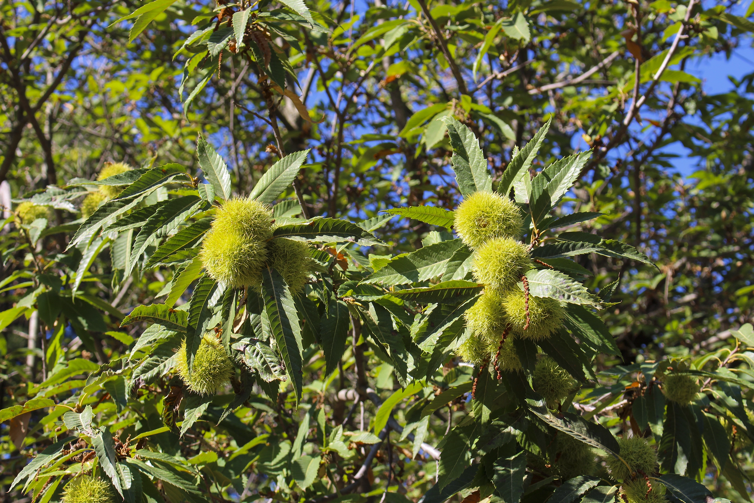 Castaño