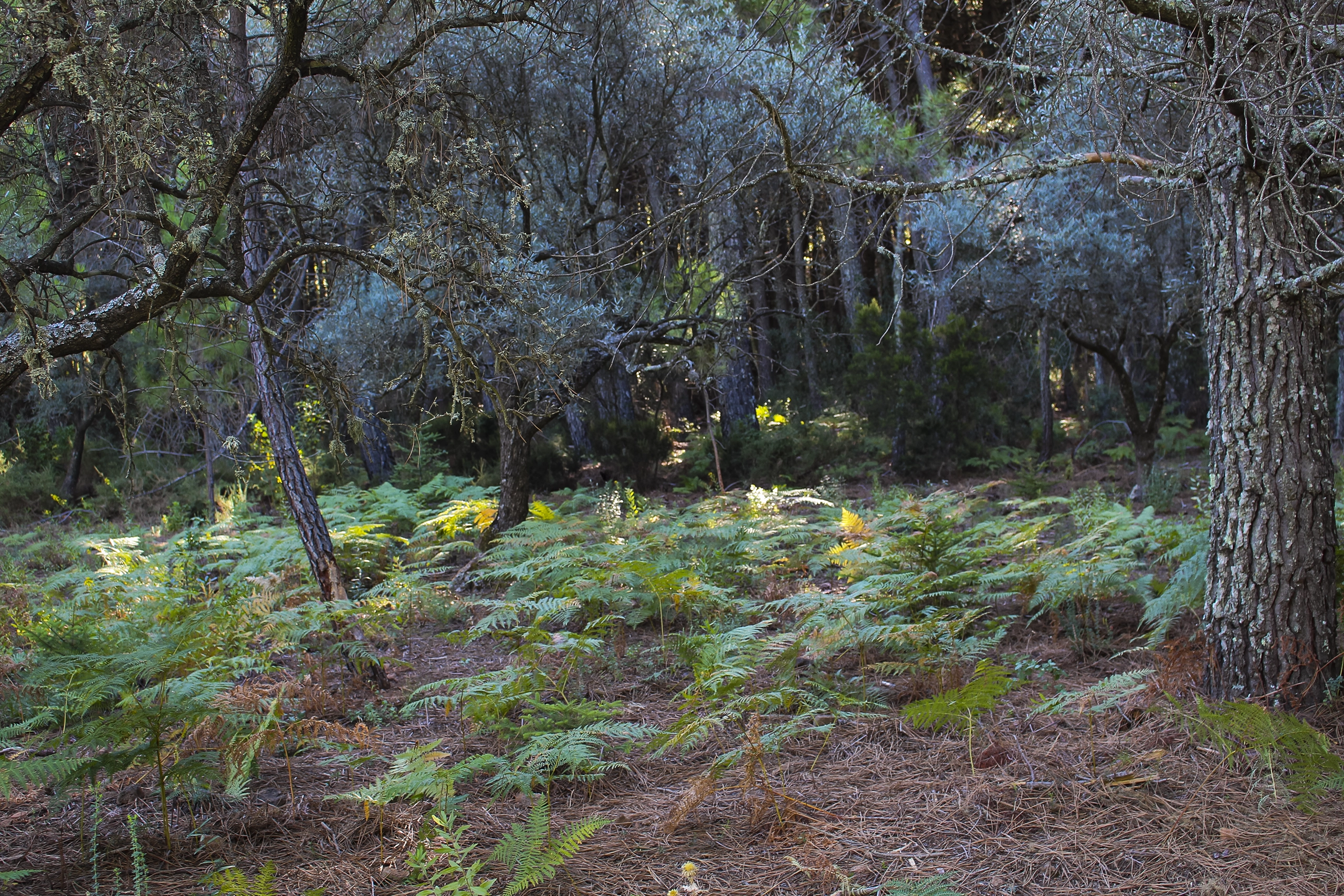 Helechos Bosque de Juanar