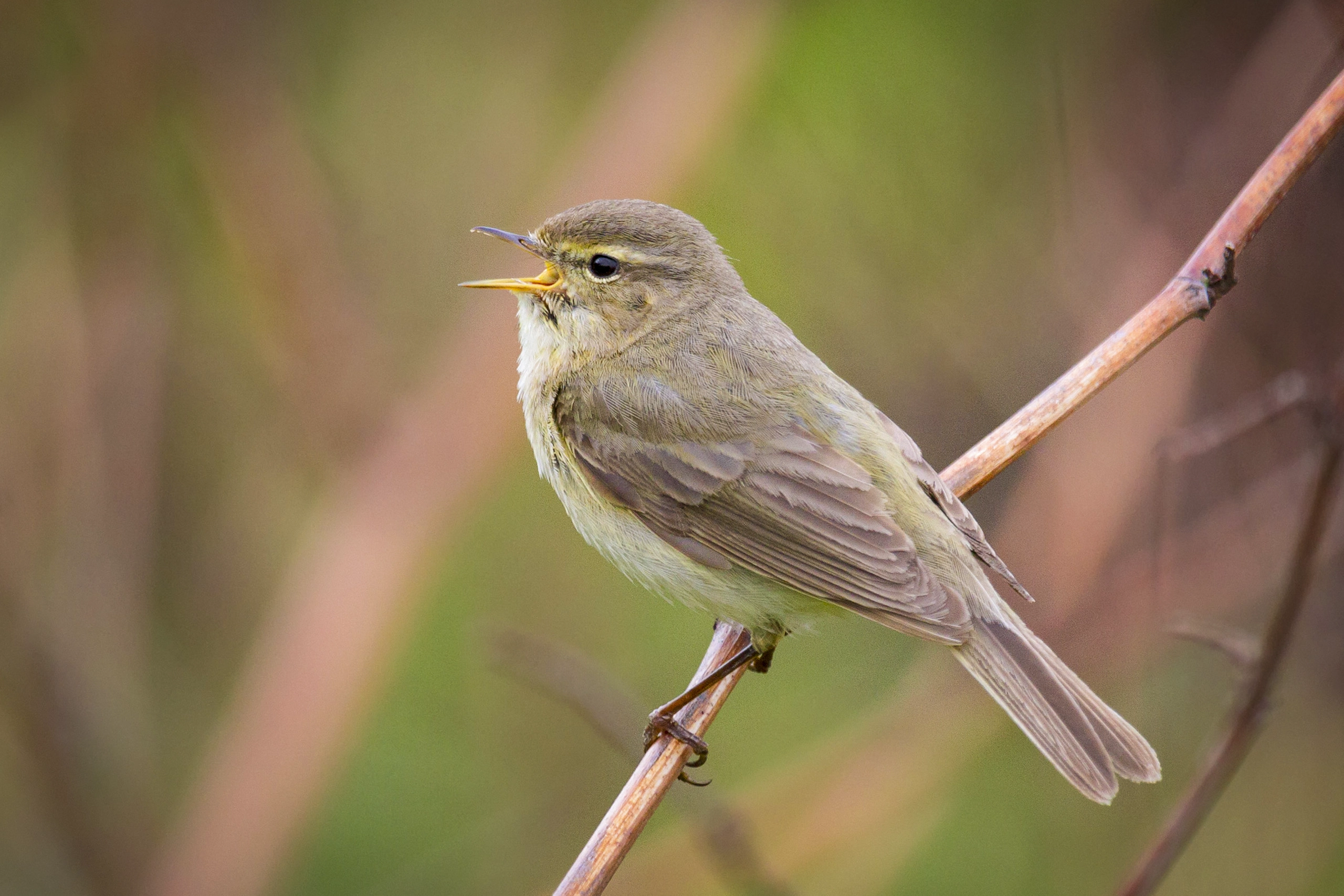 Mosquitero Común - Phylloscopus collybita