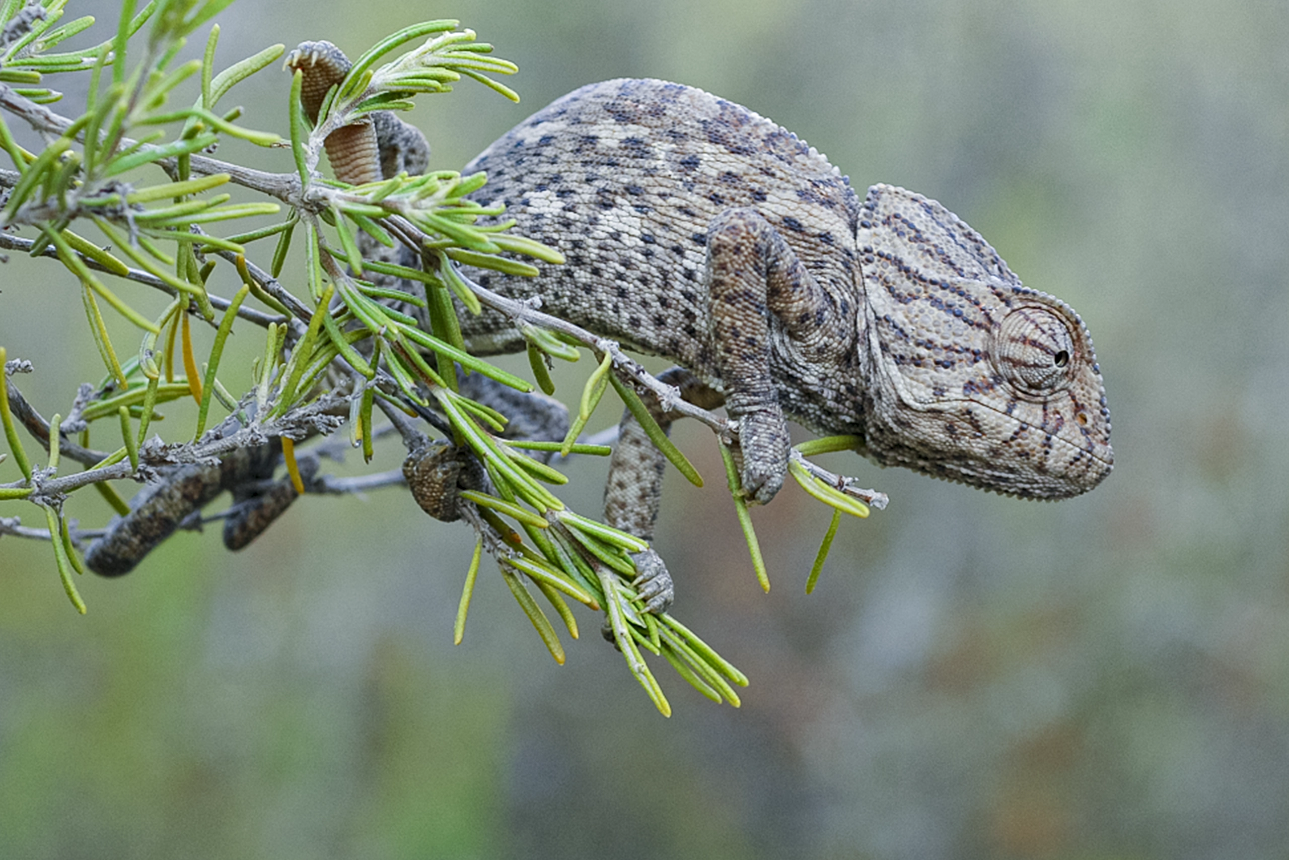 Camaleón Común (Chamaeleo chamaeleon)