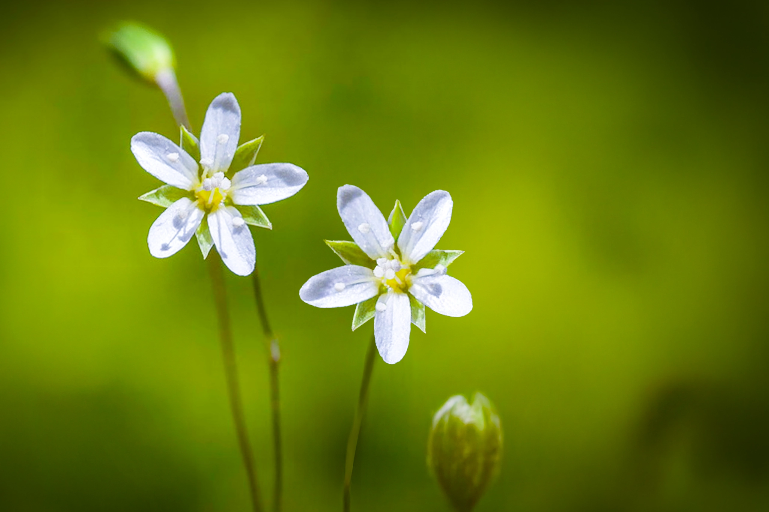 Arenaria capillipes