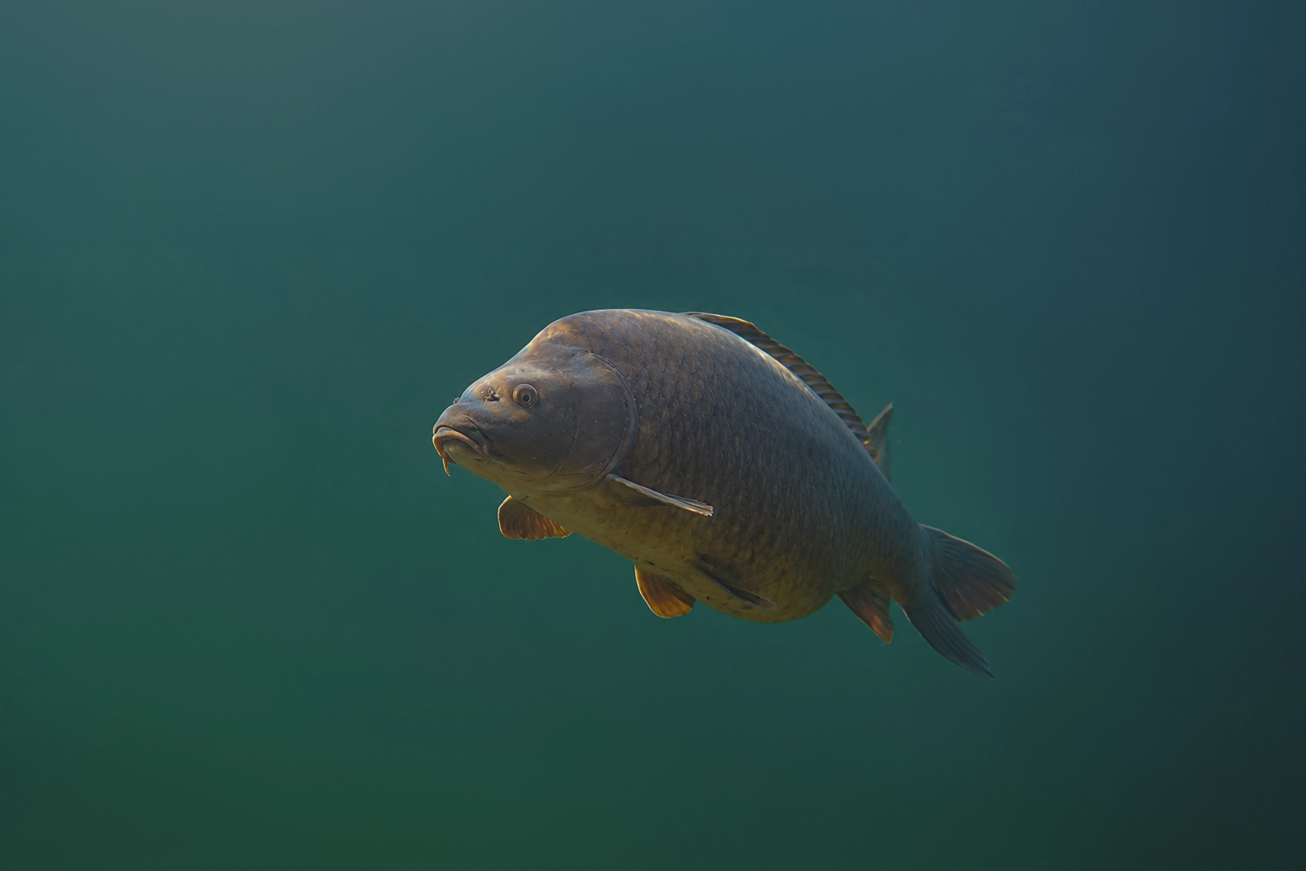 Carpa común (Cyprinus carpio)