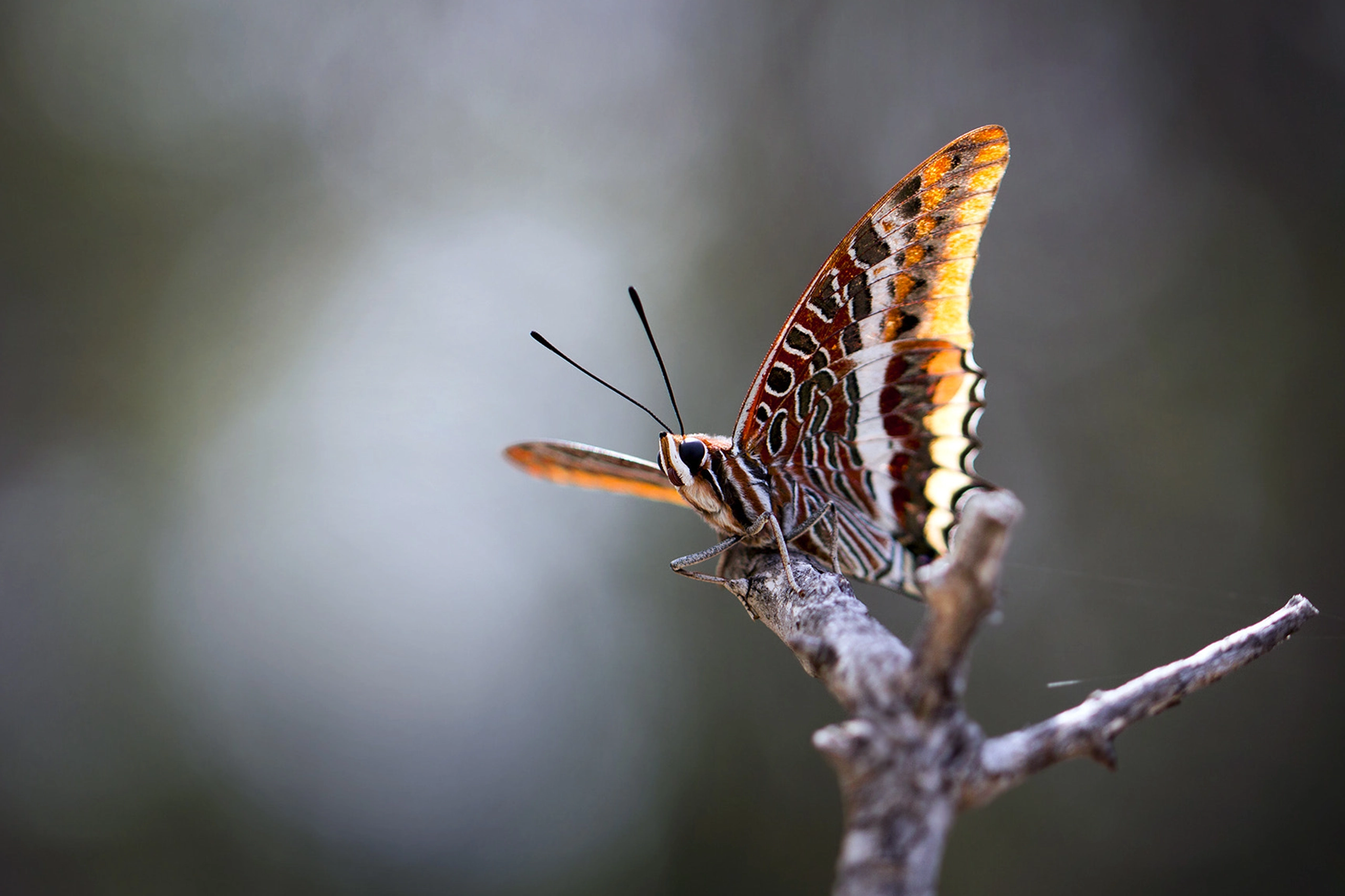 Charaxes jasius