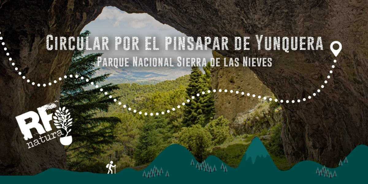 El pinsapar de Yunquera: un viaje al bosque más antiguo del sur de España