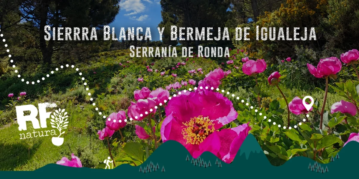 Entre pinsapos y peonías: travesía por la Sierra Blanca y Bermeja de Igualeja