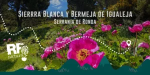 Entre pinsapos y peonías: travesía por la Sierra Blanca y Bermeja de Igualeja