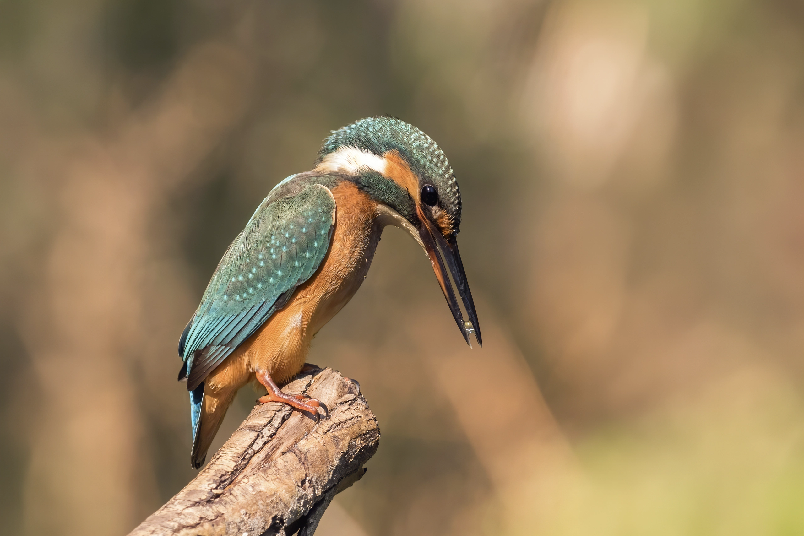Martín pescador común o alción (Alcedo atthis)