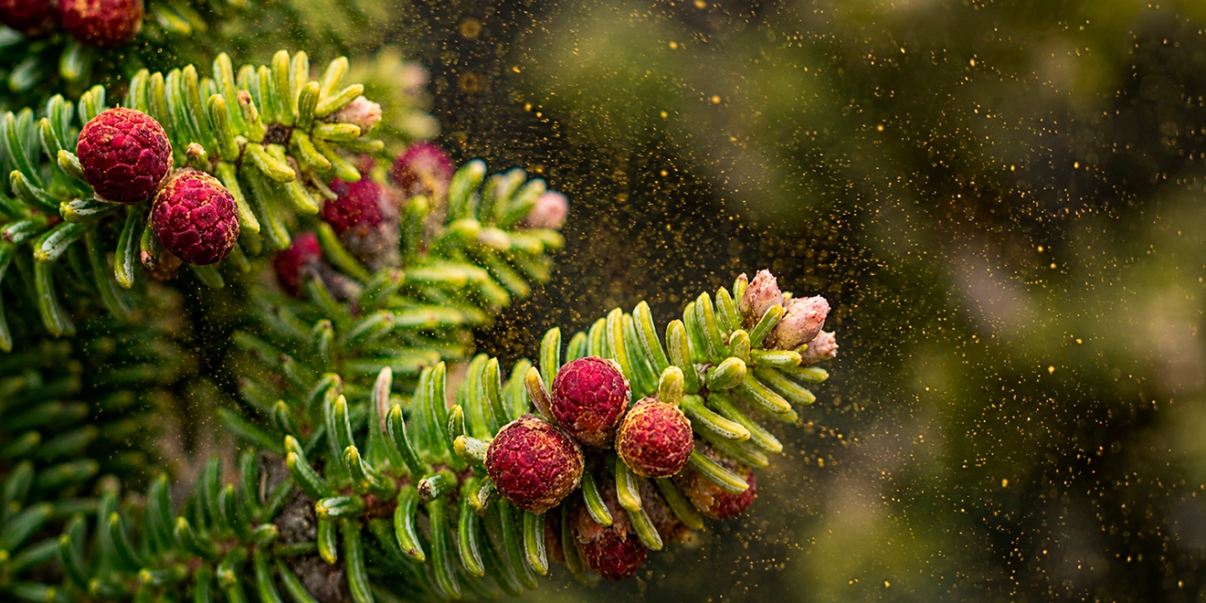 El secreto del polen del pinsapo El secreto del pinsapo viaja en el aire: la Sierra de las Nieves revela nuevas claves para proteger su bosque más emblemático