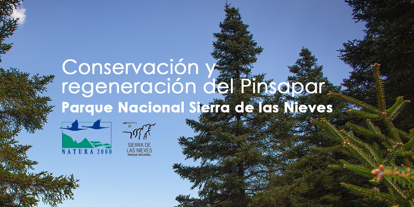 El pinsapar de la Sierra de las Nieves, protagonista de una jornada sobre conservación y regeneración forestal El pinsapar de la Sierra de las Nieves, protagonista de una jornada sobre conservación y regeneración forestal