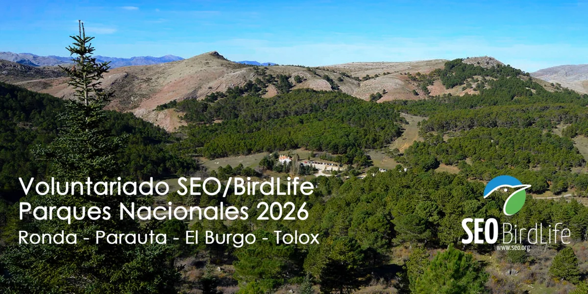Voluntariado en el Parque Nacional Sierra de las Nieves: conservar la montaña, paso a paso