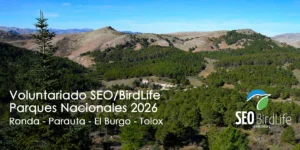 Voluntariado en el Parque Nacional Sierra de las Nieves: conservar la montaña, paso a paso