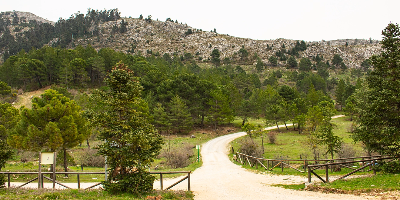 La situación de los accesos en la Sierra de las Nieves este 16 de octubre La situación de los accesos en la Sierra de las Nieves este 16 de octubre