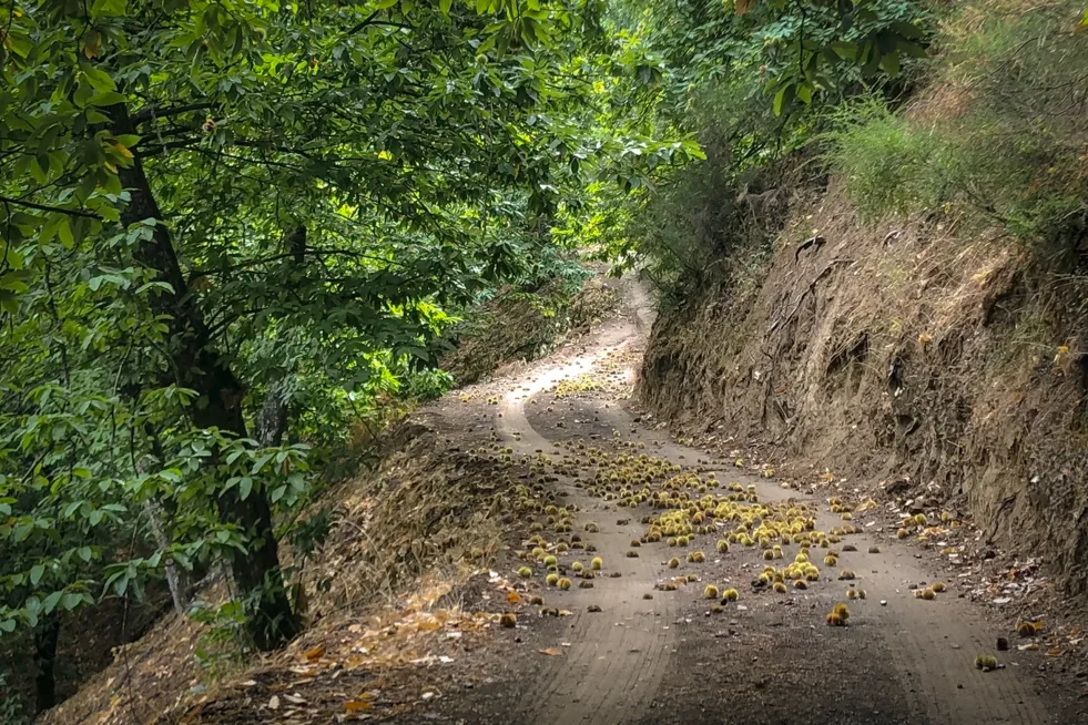 Bosque de Castaños