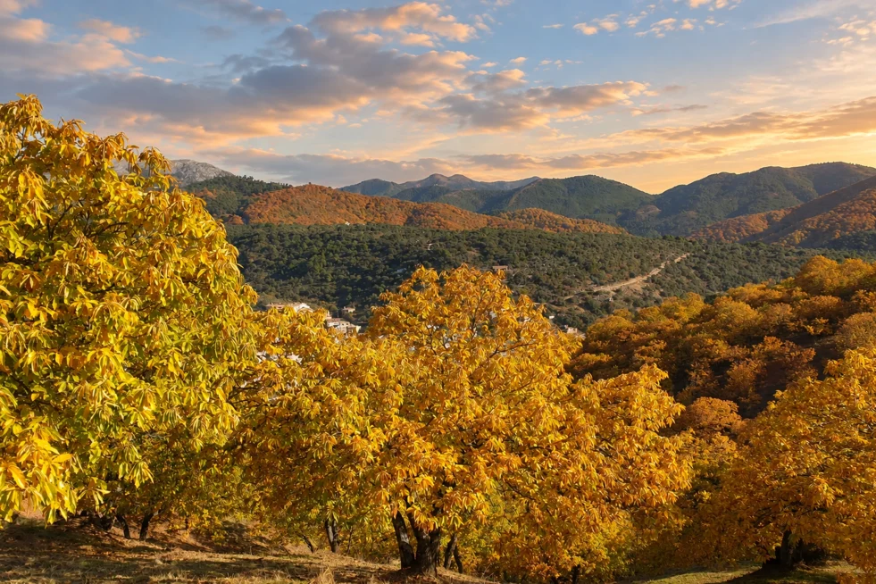 Bosque de Cobre Alto Genal