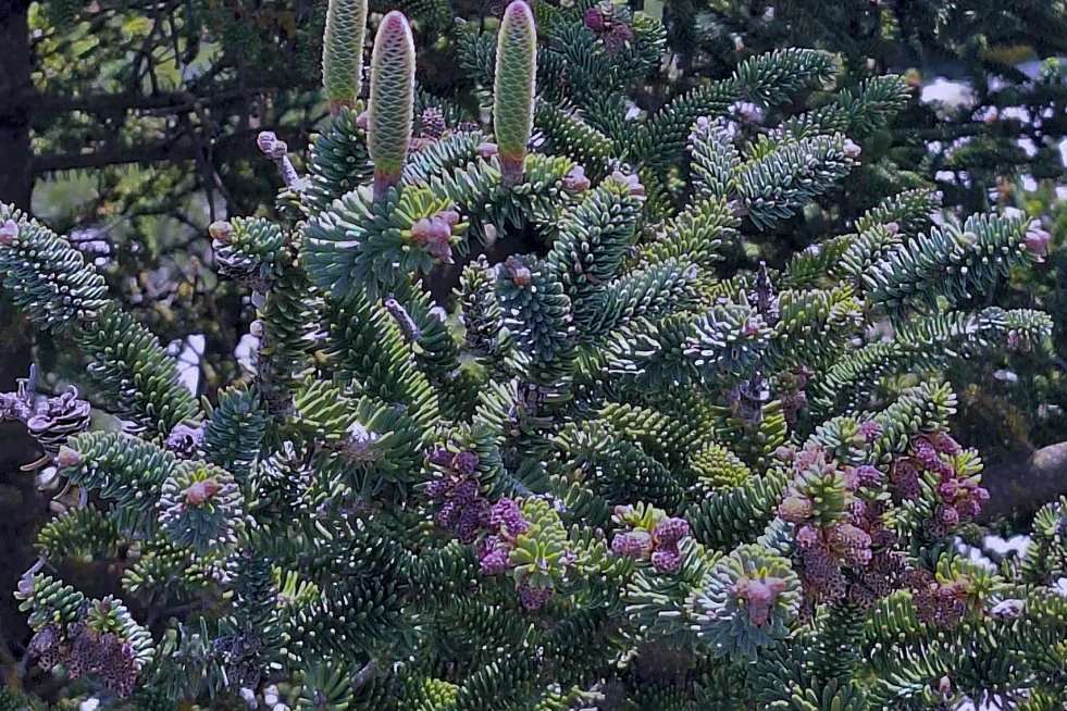 Brotes y Piñas Pinsapo