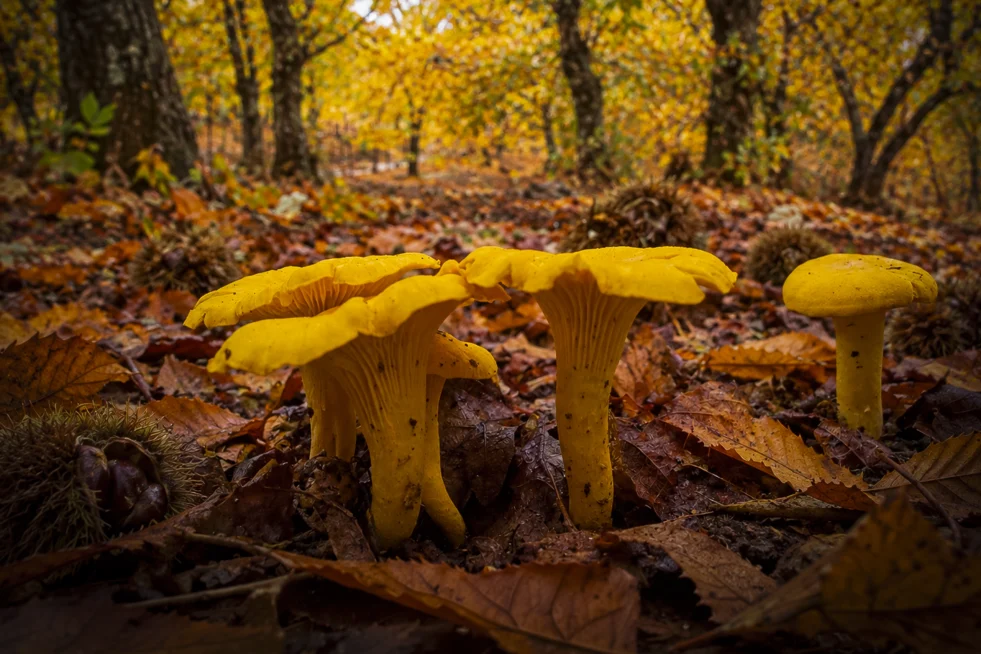 Cantharellus