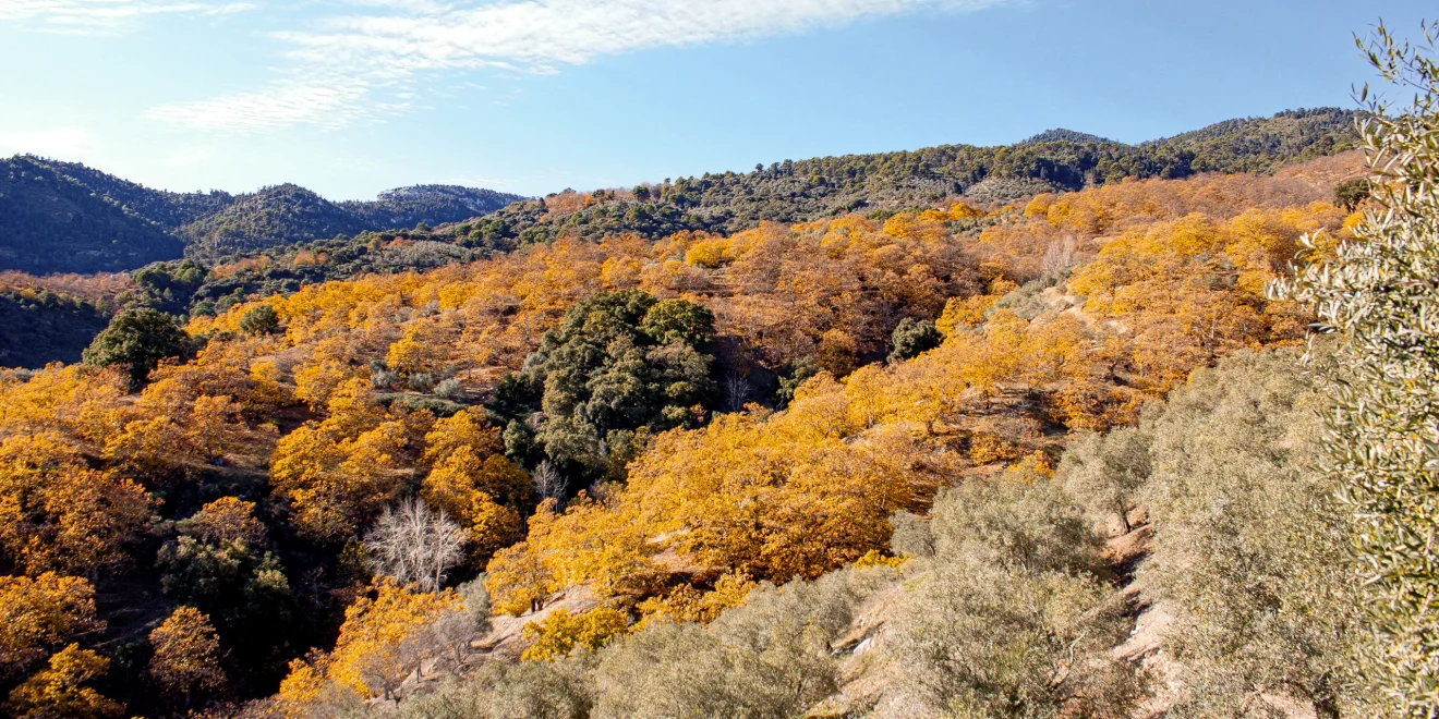 Castañar de Yunquera