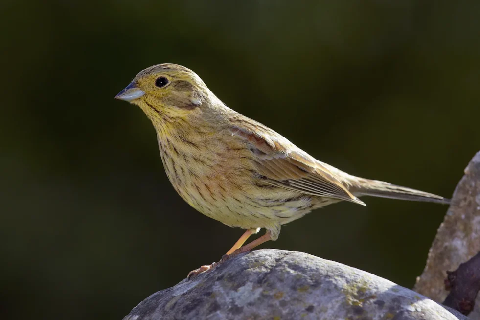 Escribano soteño (Emberiza cirlus)