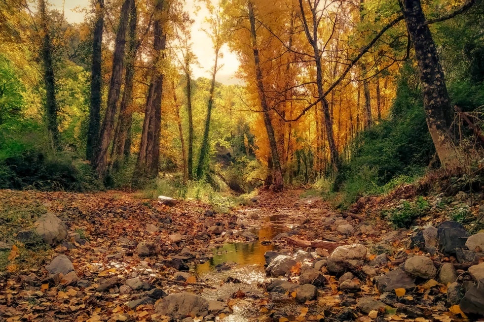 Bosque de Cobre y arroyo