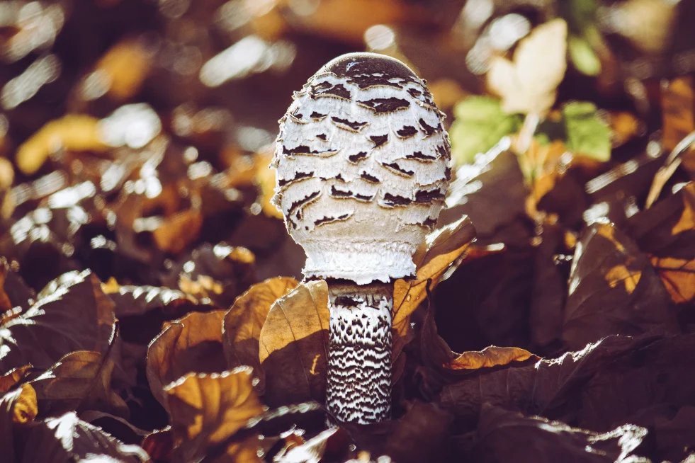 Macrolepiota