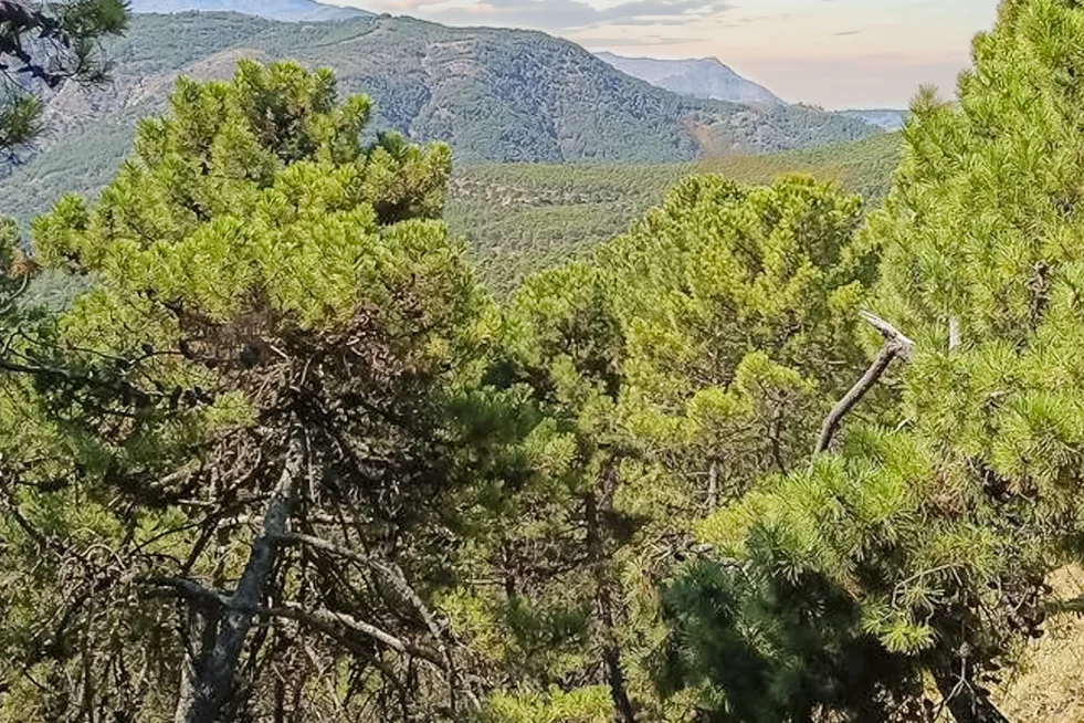 Panorámica Puerto El Madroño