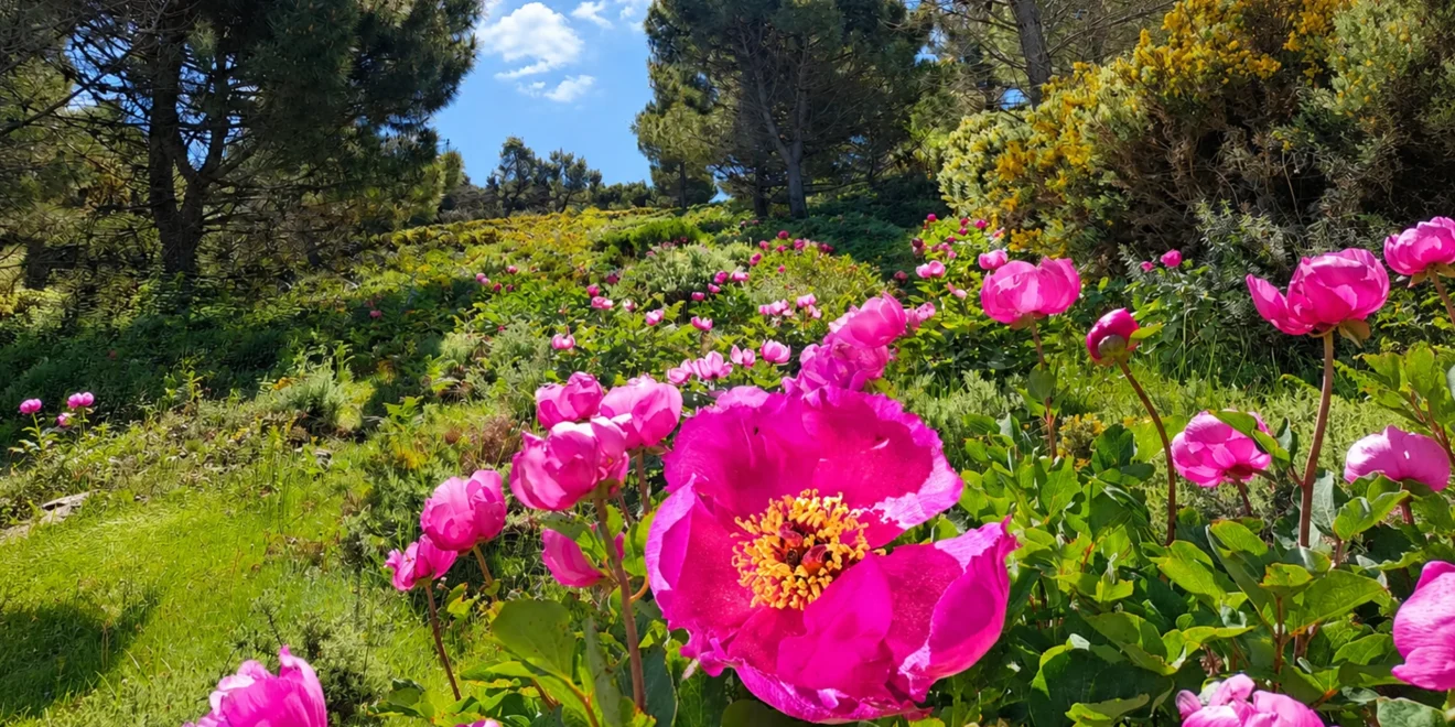 Peonias