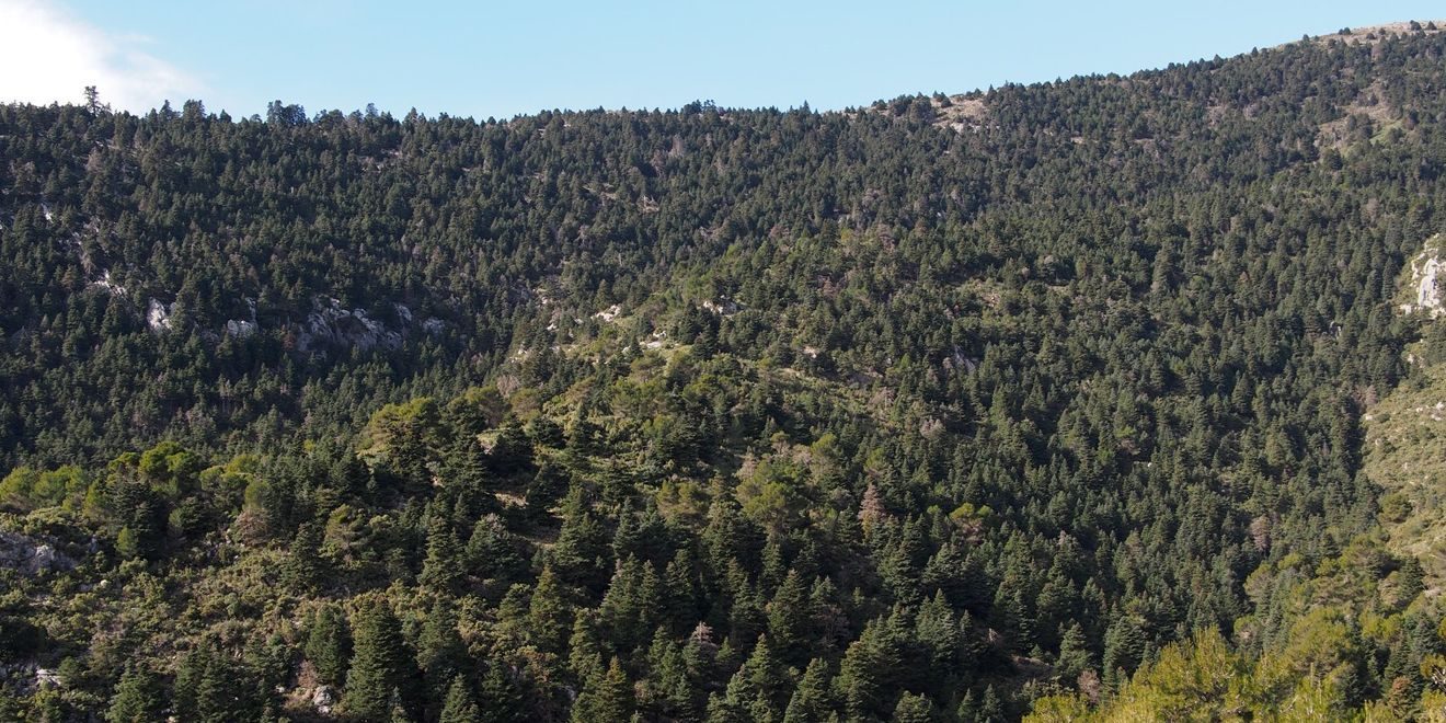 Ruta al Pinsapar de Yunquera por el Tajo de la Caína