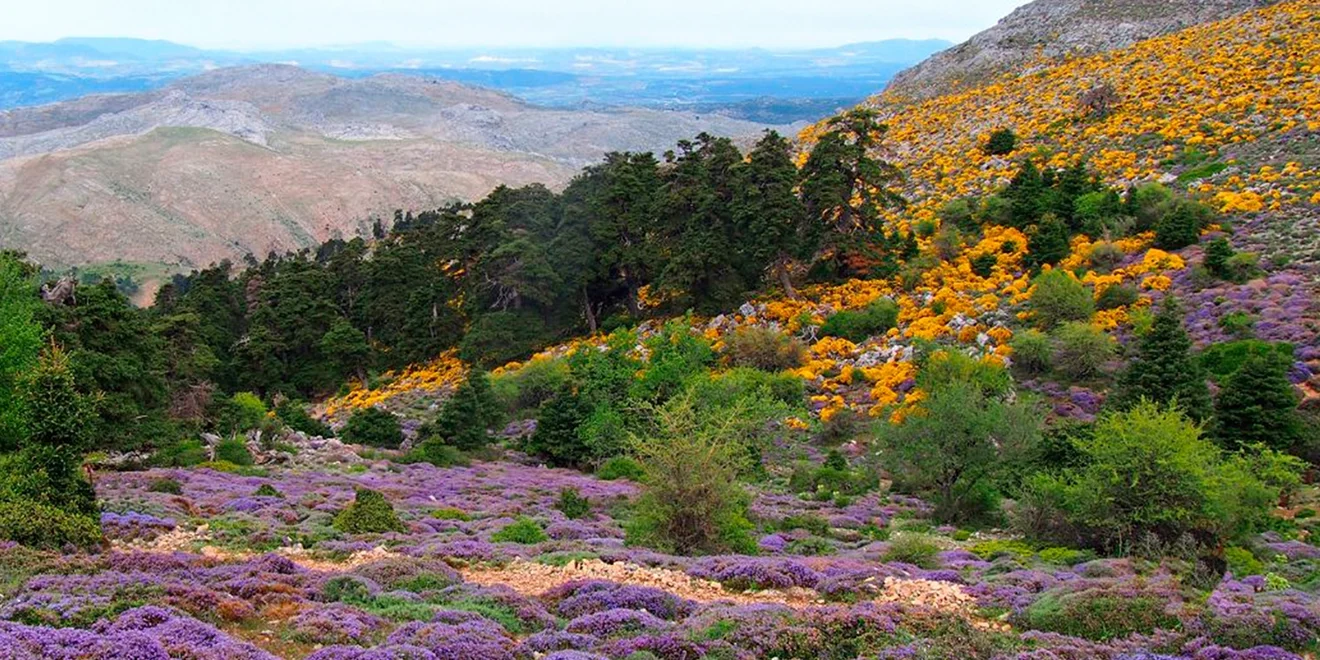 Ruta Botánica entre Piornos y Pinsapos 1