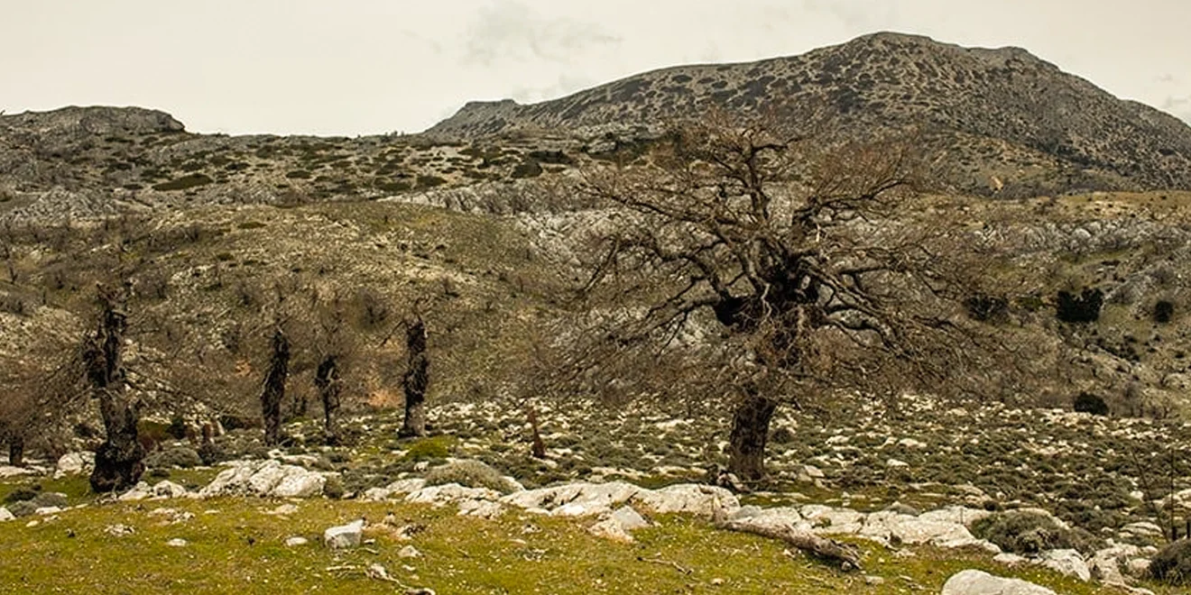 Ruta Botánica entre Piornos y Pinsapos 3