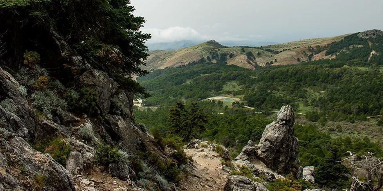 Ruta Botánica entre Piornos y Pinsapos 5