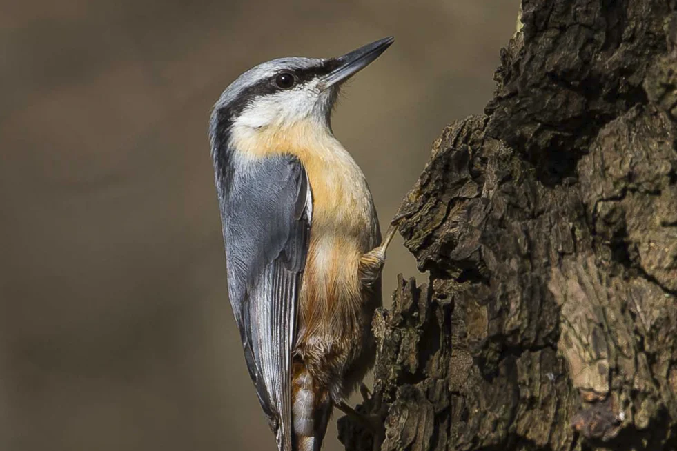 Trepador azul Sitta europaea