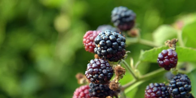 Zarza Moras Sierra de las Nieves