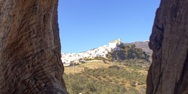 Alozaina - Vista desde un antiguo olivo