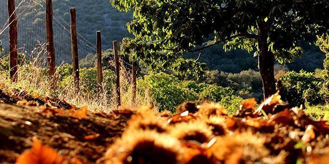 Cuando el otoño llega a la Sierra de las Nieves