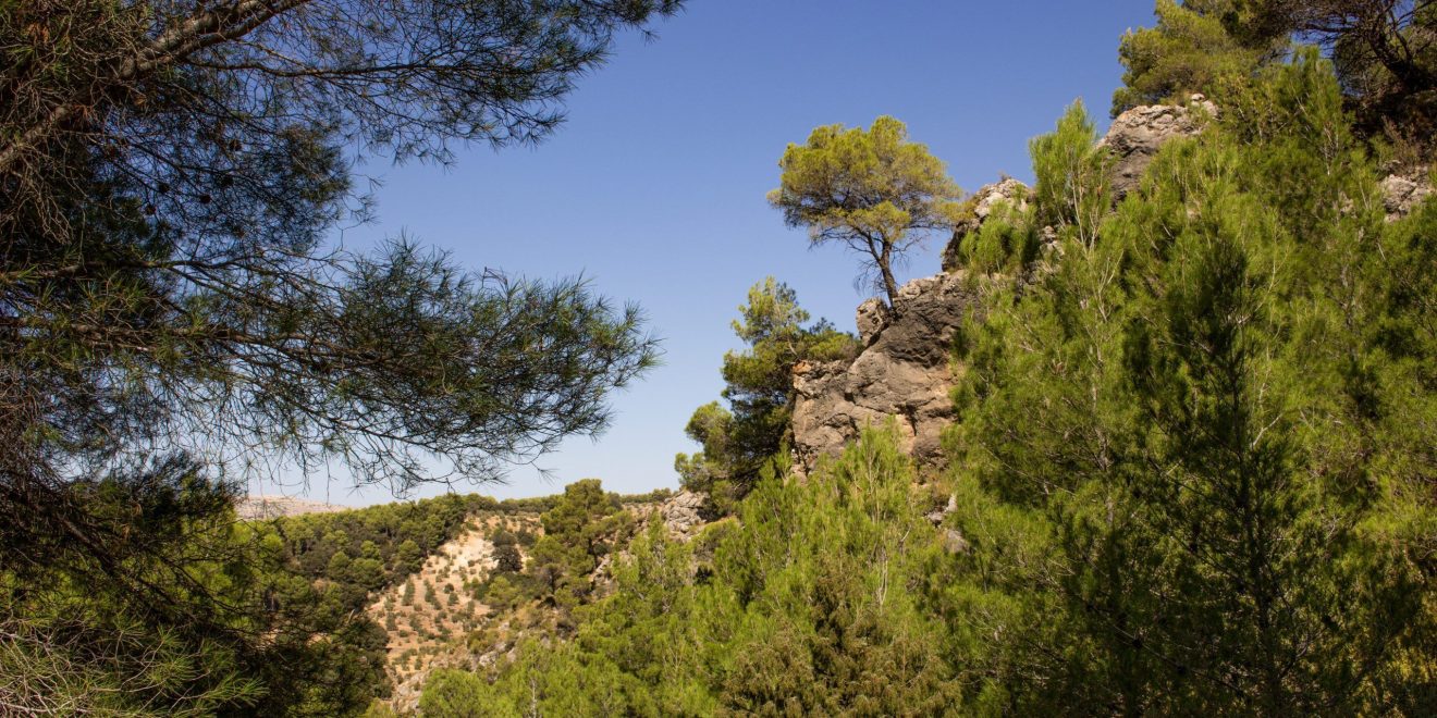Cañada la Encina, Parque Nacional Sierra de las Nieves - El Burgo