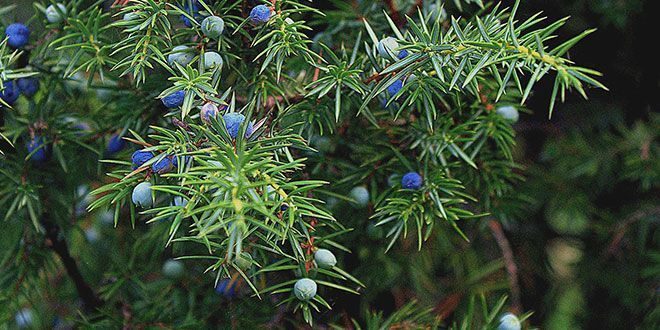 Enebro ( juniperus oxicedrus)