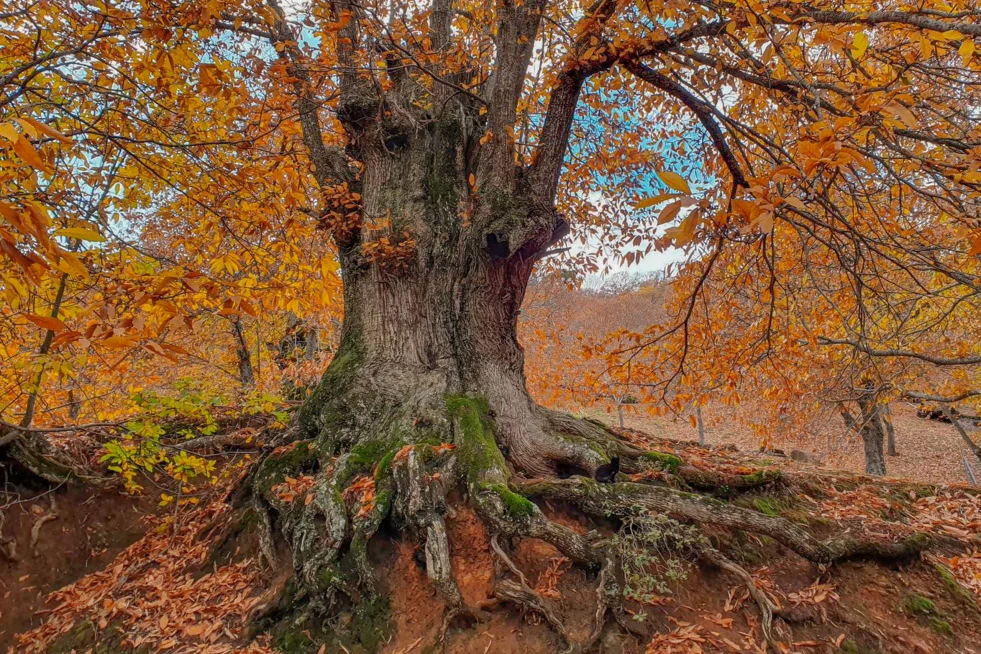Castaño, bosque de cobre