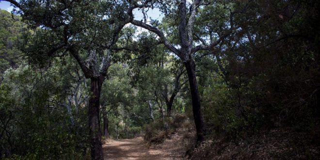 Ruta Charco el Canelón