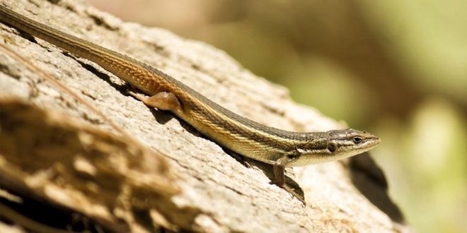 Lagartija andaluza