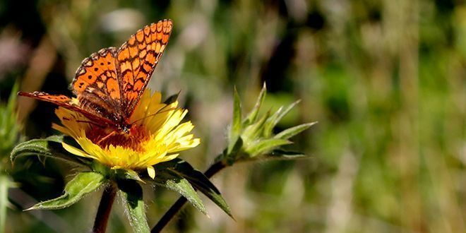 La primavera en la Sierra de las Nieves