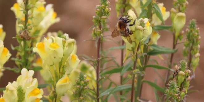 Linaria verticillata