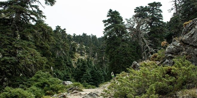 Sierra de las Nieves -Quejigales – Puerto de los Pilones ruta de contrastes