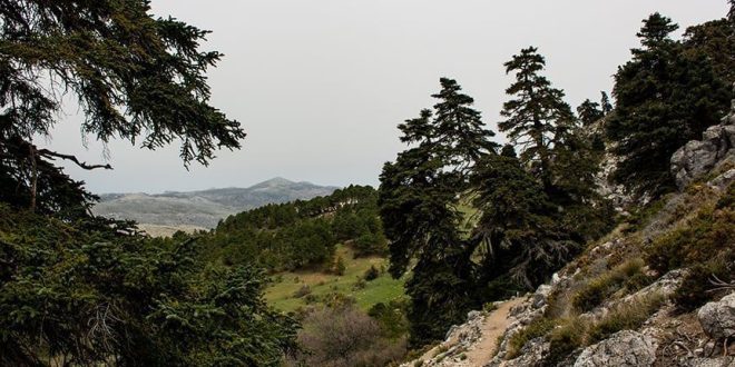 Quejigales – Puerto de los Pilones ruta de contrastes