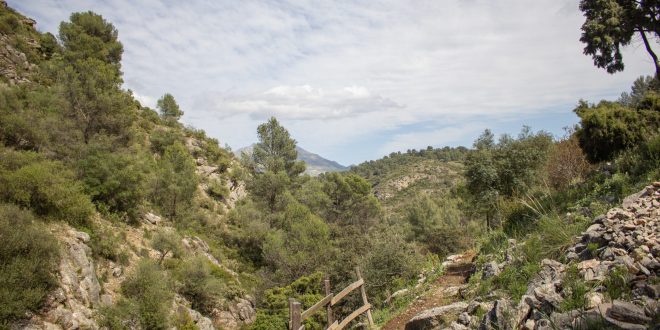 Sendero Manuel Garcia Rosa - Puerto de la Mujer, El Burgo, Sierra de las Nieves